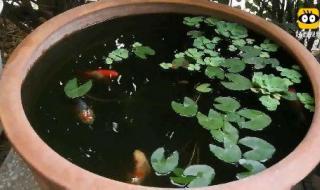 养观赏鱼的过滤方法